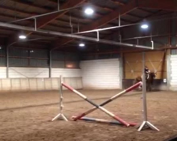 Video of Sandolino