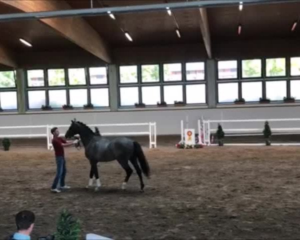 Video of Graziano Grey