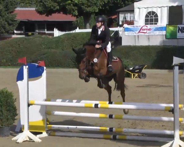 jumper Cenny Rogers (Westphalian, 2009, from Cento)