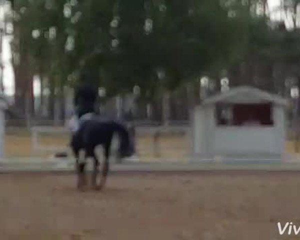 Video von Diamond Rex 2