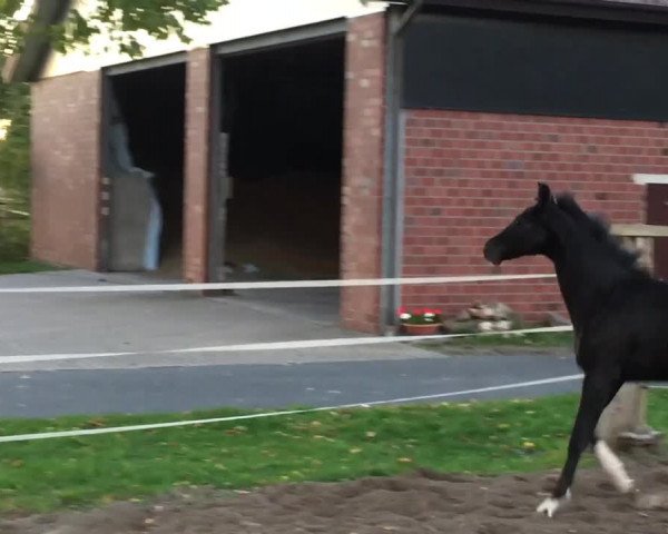 Video von D' Avicci