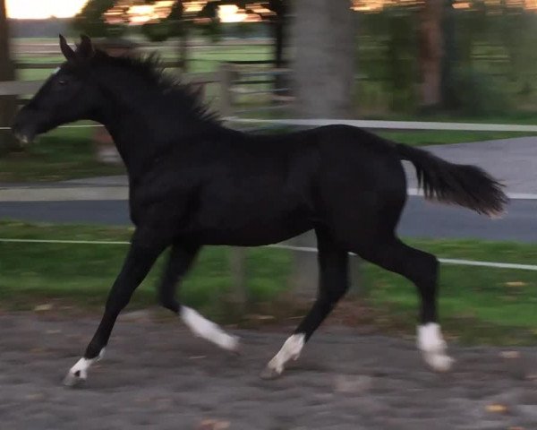 Video von D' Avicci