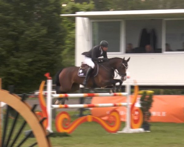 Springpferd Calimba 18 (Oldenburger Springpferd, 2009, von Catoki)