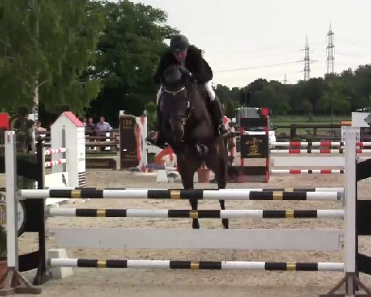 Springhest Namibia 16 (Westfalere, 2009, fra Numero Uno)