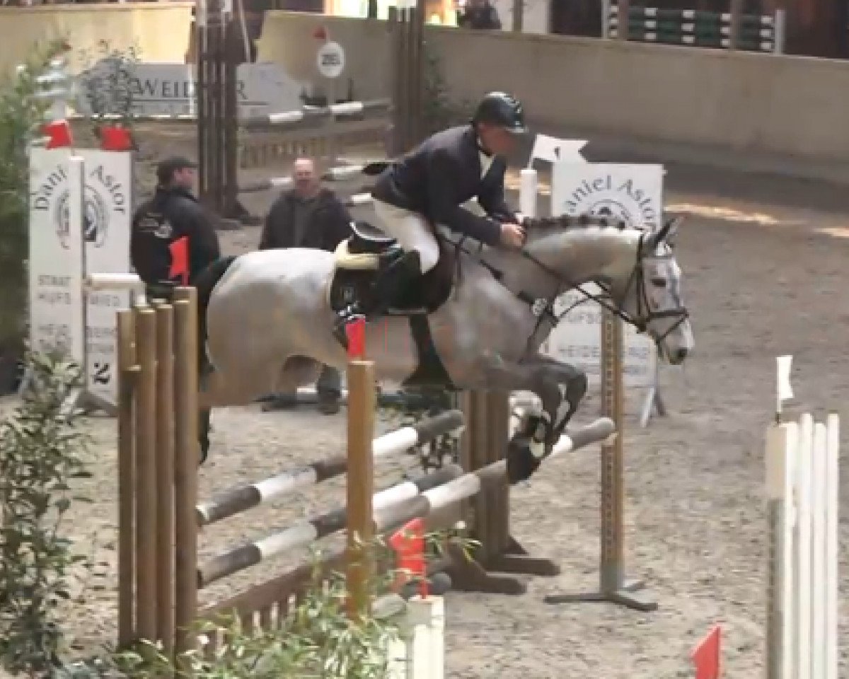 Springpferd Laguna 105 (Holsteiner, 2009, von Landos)