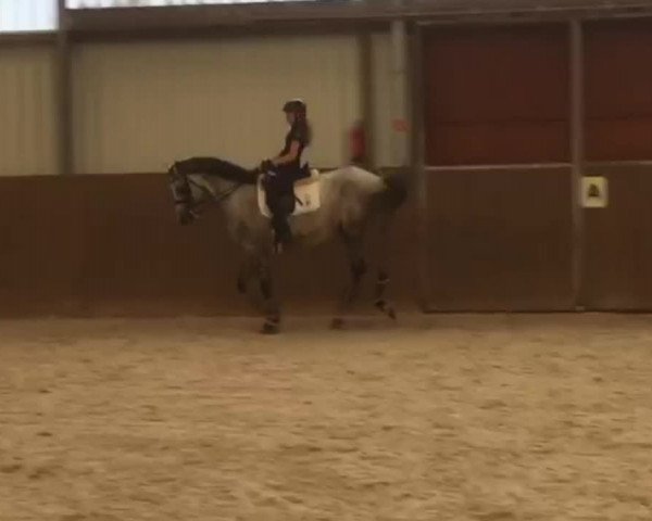 Video of His Highness Hopkins