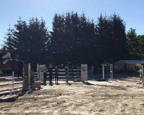 Video of Sphinx