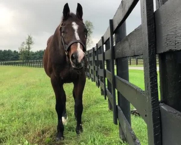 Video of A. P. Indy xx