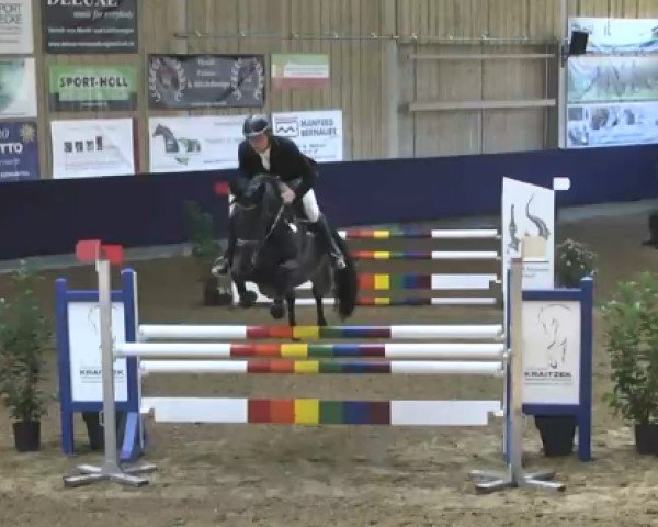 jumper Cachonne (Holsteiner, 2009, from Cachas)
