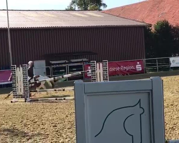 Video of Paco