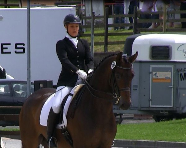 dressage horse Flavio M (Hanoverian, 2006, from Fürst Heinrich)