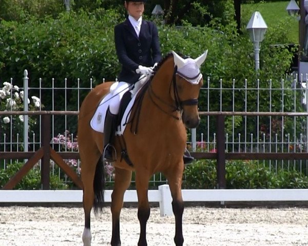 dressage horse Flaeder Af Hagalund (Swedish Warmblood, 2004, from Florencio I)