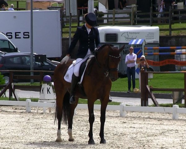 Zuchtstute Whitney D (Holsteiner, 2006, von Cristo)