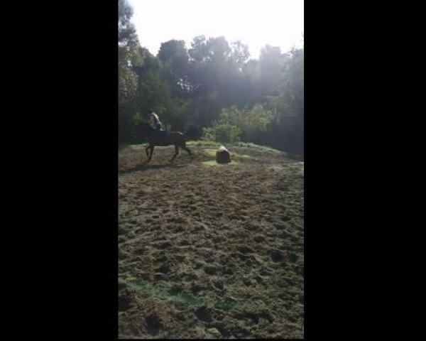 Video von Chakira