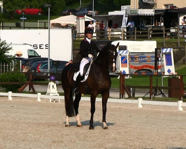 dressage horse Vanqueur (KWPN (Royal Dutch Sporthorse), 2002, from Negro)
