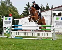 jumper Calambo (Oldenburg show jumper, 2008, from Chacco-Blue)