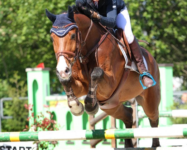 Springpferd Calimero 464 (Holsteiner, 2002, von Contendro I)