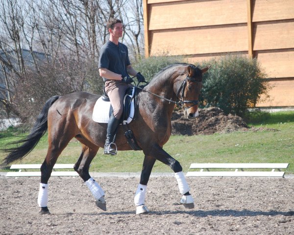 dressage horse Casino Royale 9 (Holsteiner, 2003, from Ciacomo)