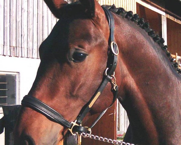 Dressurpferd Romero 101 (Westfale, 2002, von Romantik-Boy)