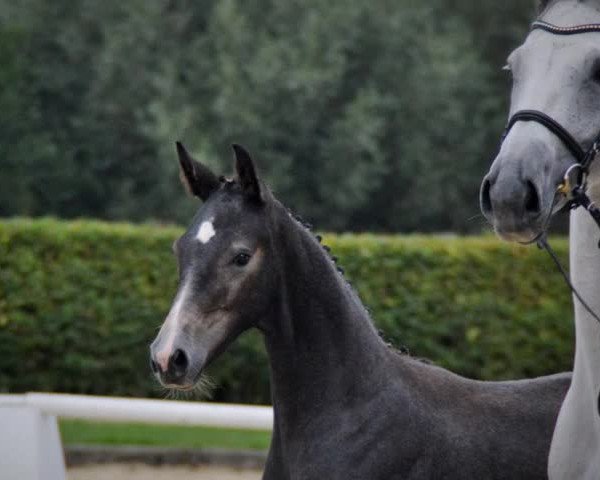 Video of Zoom's Featherlight Snowflake