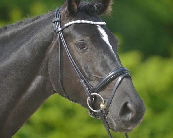 dressage horse Dark Lady 53 (Hanoverian, 2007, from Don Frederico) dressage horse Dark Lady 53 (Hanoverian, 2007, from Don Frederico)