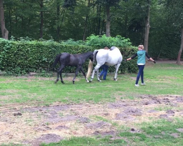 Video of Zoom's Featherlight Snowflake