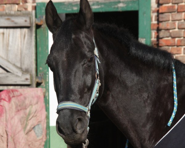 broodmare Wellness (Westphalian, 1999, from Weltruf)