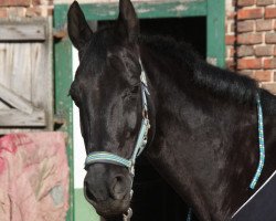 broodmare Wellness (Westphalian, 1999, from Weltruf)
