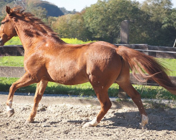 dressage horse Atol K (Polish Warmblood, 2004, from Floren)