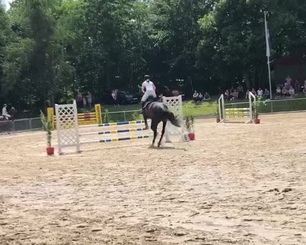 Video of Black Curl