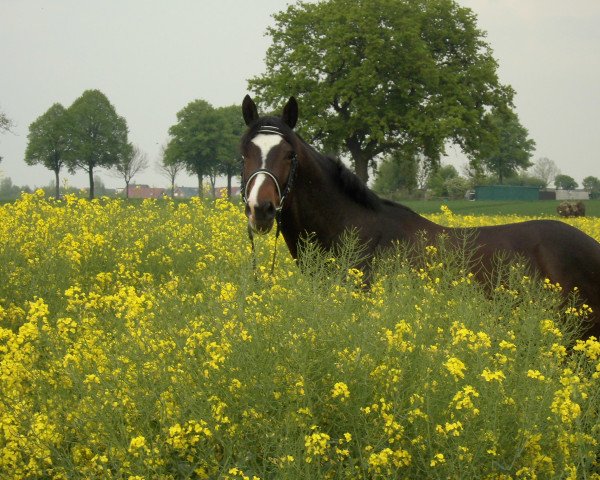 horse Omero (Trakehner,  , from Freudenfest)