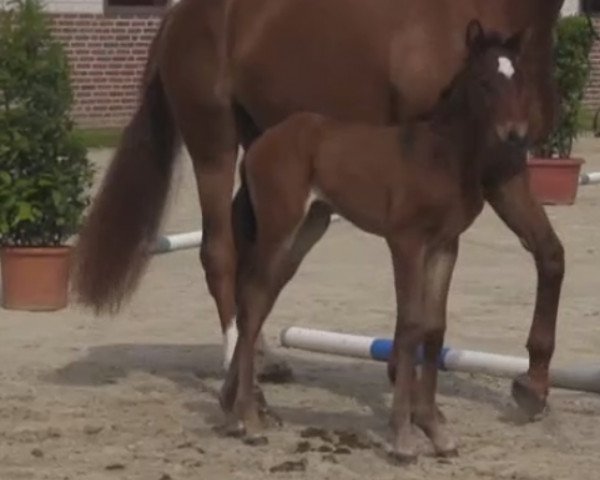 horse Stute von Vancouver L (Westphalian, 2014, from Vancouver L)