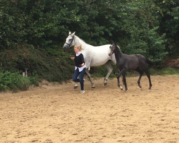 Video of Zoom's Featherlight Snowflake