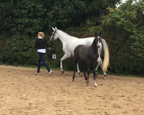 Video of Zoom's Featherlight Snowflake