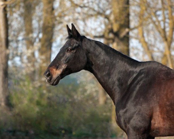 horse Charlie H (Hanoverian, 1988, from Consul) horse Charlie H (Hanoverian, 1988, from Consul)
