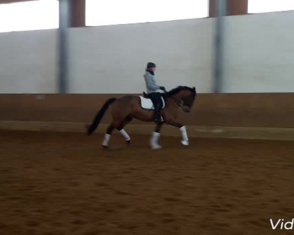 Video of Diego De Baviera