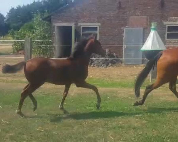 Video of Hengst von Cassini / Nabucco R