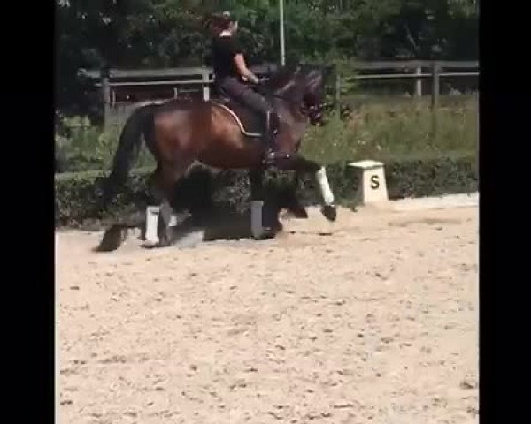 Video of Djamila K