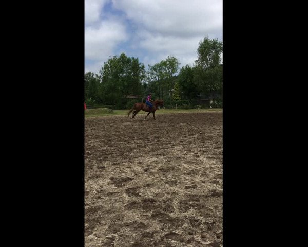 Video of Lady Roman