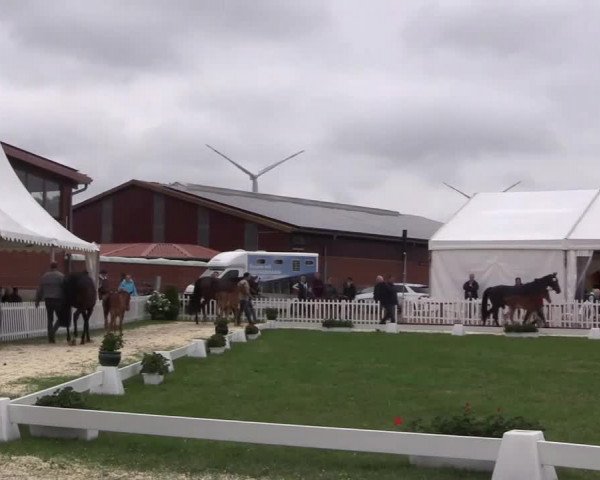 Video of Hengstfohlen von First Selection