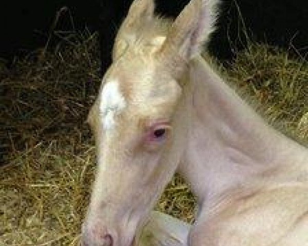 Cavallo Setare (Achal Tekkiner, 2013, di Mavr)