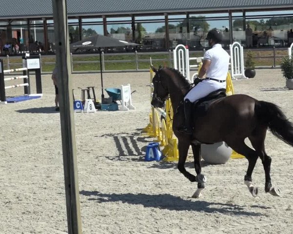 FEI Reitturnier Kronenberg (NED) 2018