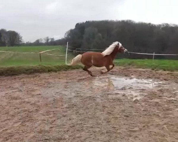 Video of Moni