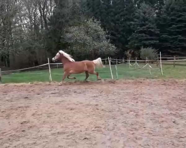 Video of Moni