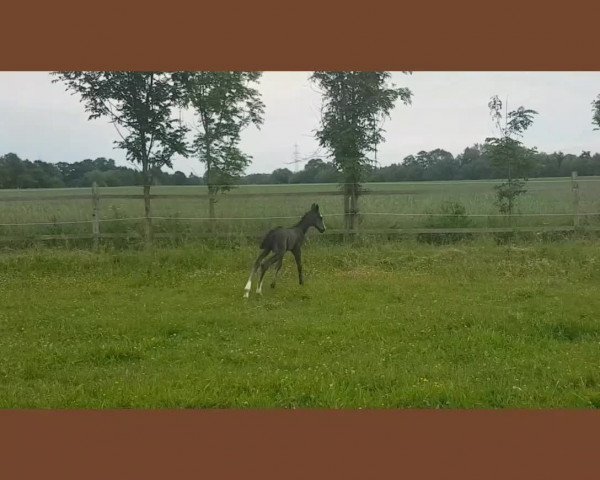 Video of Da Vinci