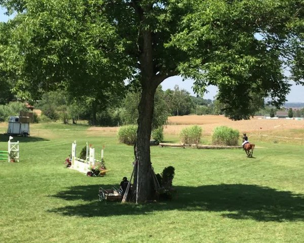 Video von King Bellissimo