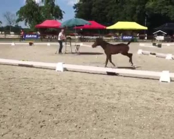 Video von Air Jessy