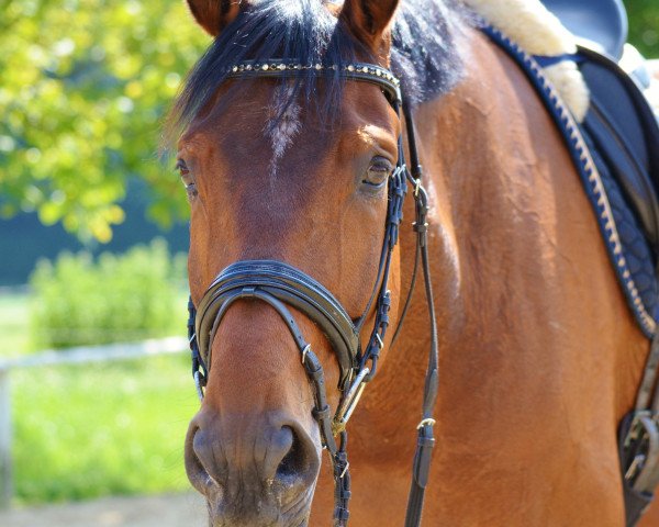 dressage horse San Salvador 32 (Hanoverian, 2007, from Samarant)