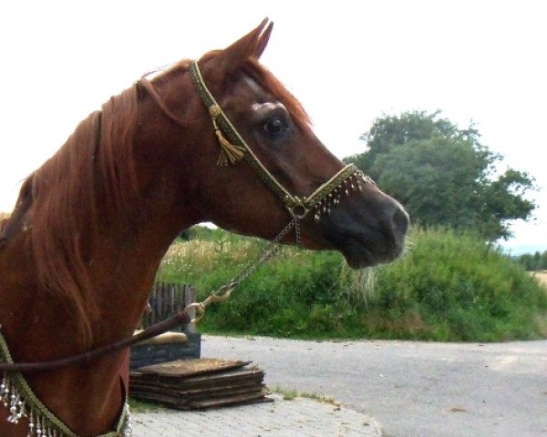 stallion Afuk 1985 ox (Arabian purebred, 1985, from Morhaf EAO)