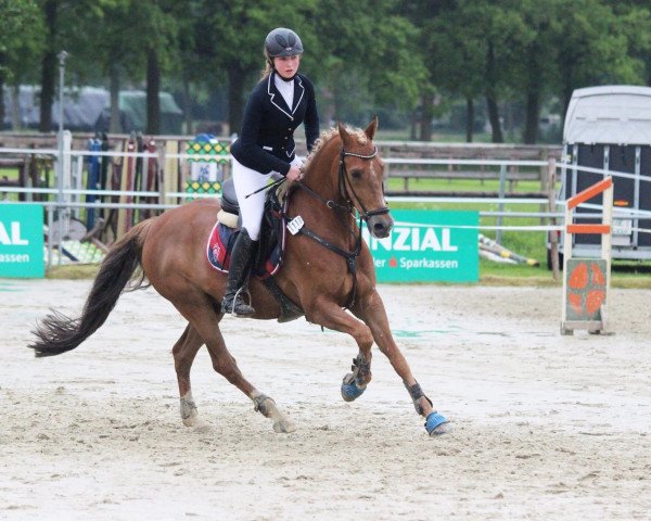 jumper Lucky You (German Riding Pony, 2002, from Lucky Strike)